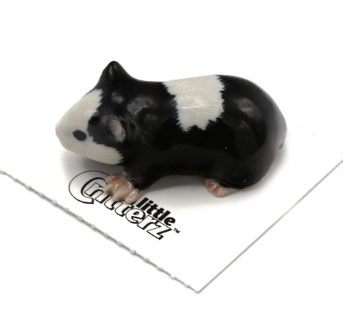 Ziggy Guinea Pig
