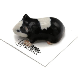 Ziggy Guinea Pig