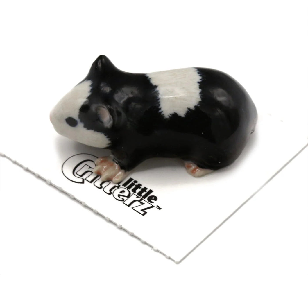 Ziggy Guinea Pig