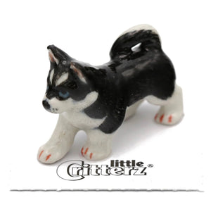 Bering Siberian Husky