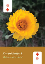 Desert Southwest Wildflowers Playing Cards