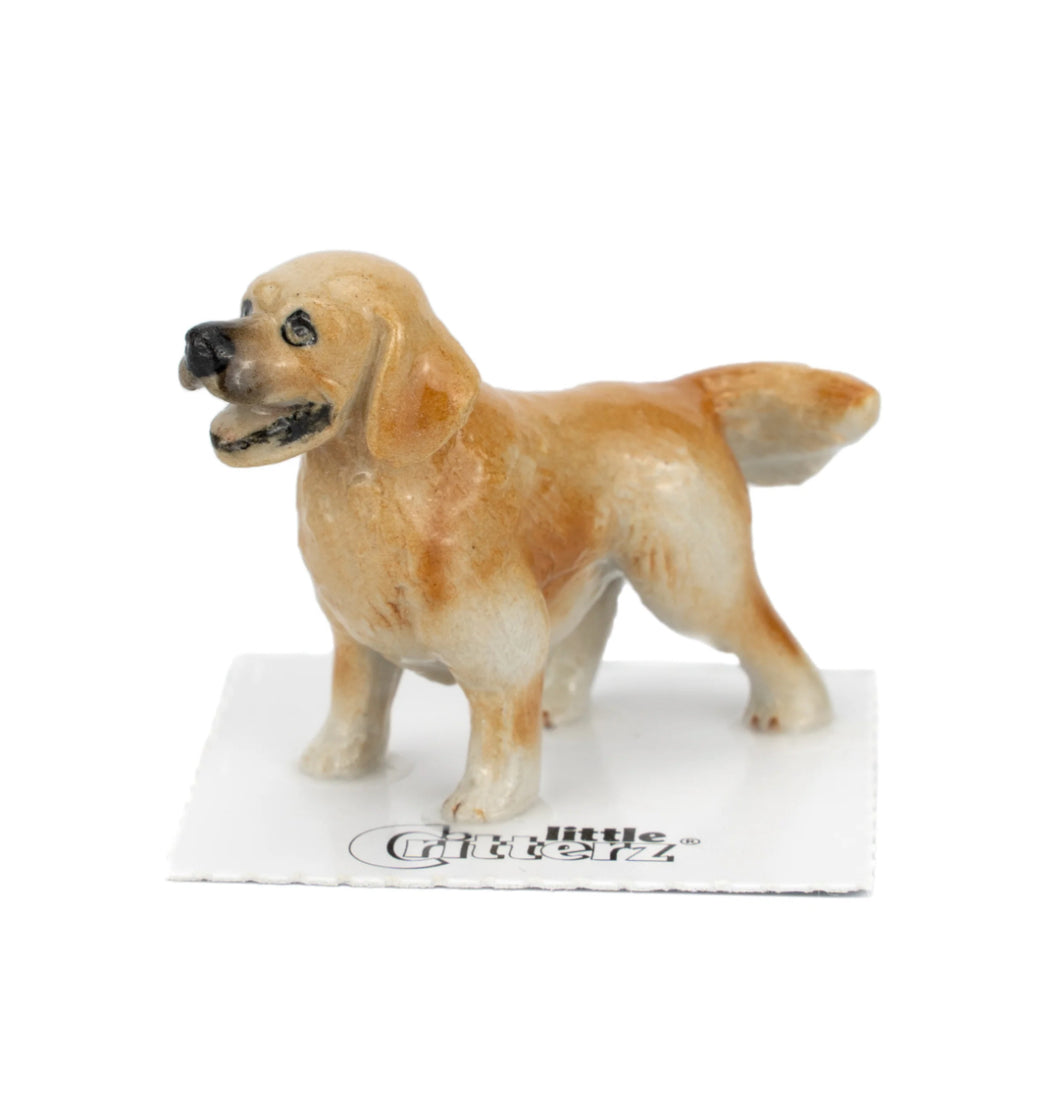 Buddy Golden Retriever, adult
