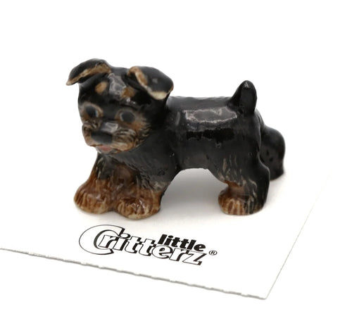Smoky Yorkshire Terrier