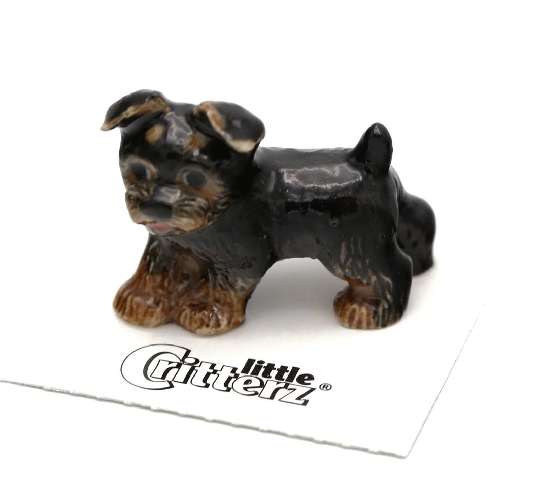 Smoky Yorkshire Terrier
