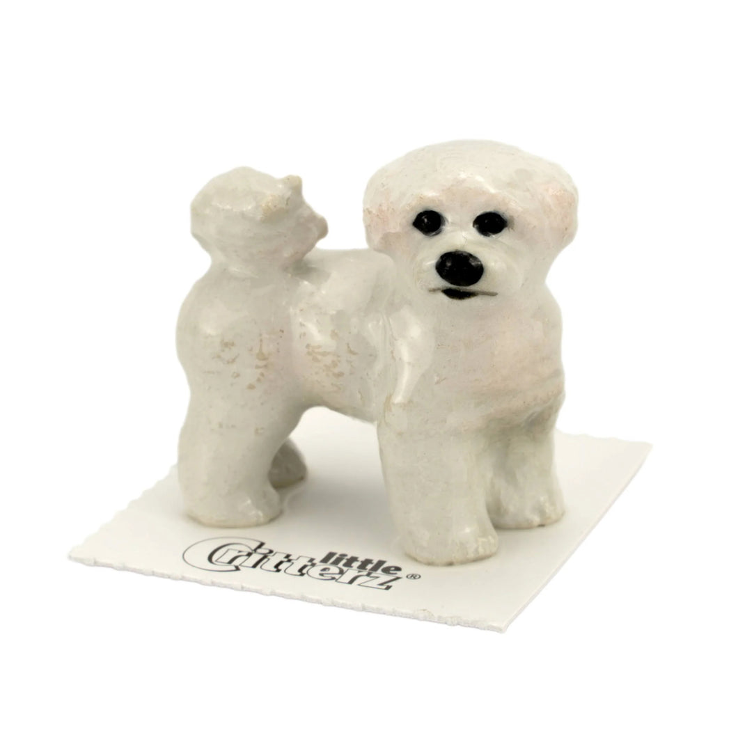 Curly Bichon Frises