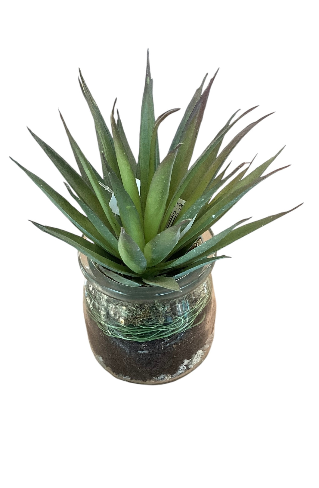 Botanical Jar Aloe Plant