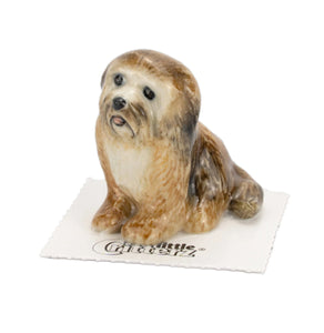 Harold Havanese