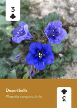 Desert Southwest Wildflowers Playing Cards