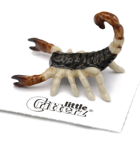 Sonora Scorpion