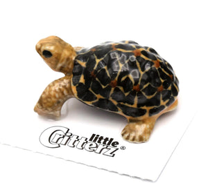 Star Tortoise