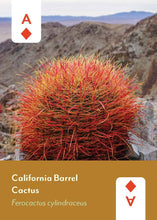 Desert Southwest Wildflowers Playing Cards
