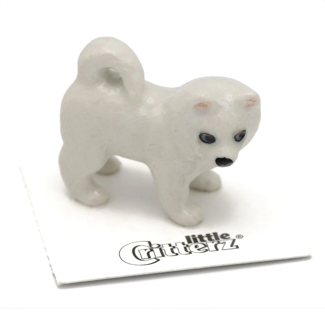 Eskie Eskimo Dog