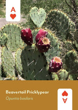 Desert Southwest Wildflowers Playing Cards