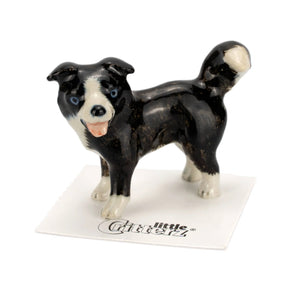 Scott Border Collie