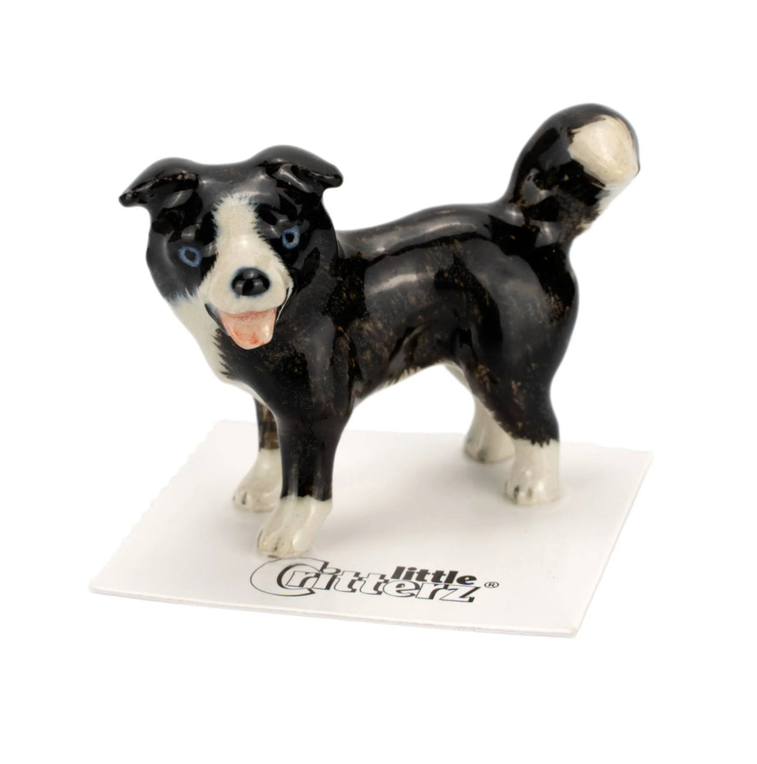 Scott Border Collie