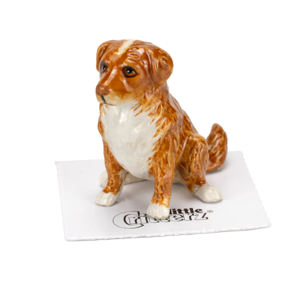 Toller Nova Scotia Duck Trolling Retriever