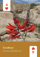 Desert Southwest Wildflowers Playing Cards