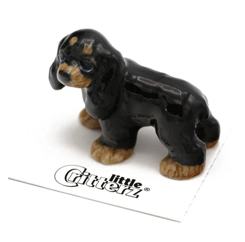 Teddy Cocker Spaniel