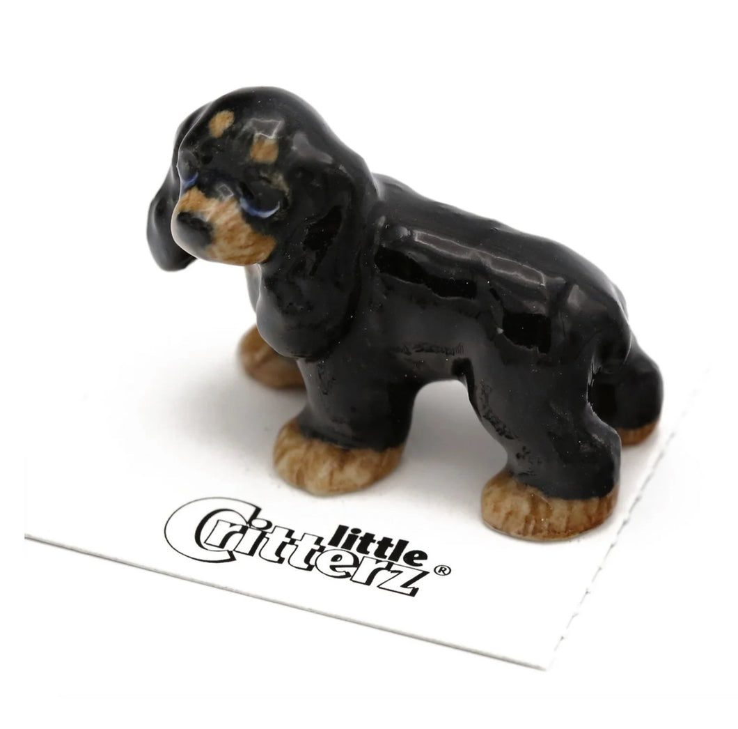 Teddy Cocker Spaniel