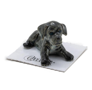 Benny Cane Corso