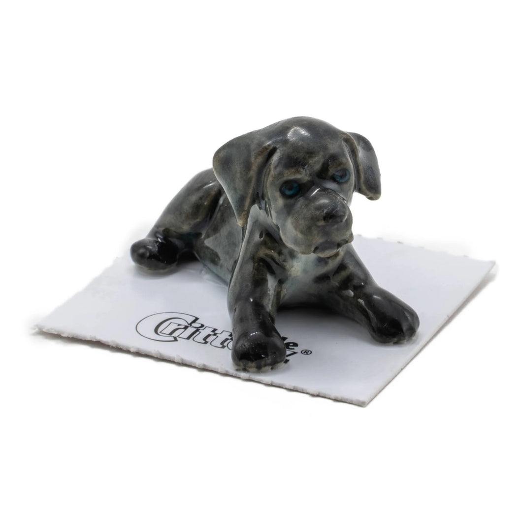 Benny Cane Corso