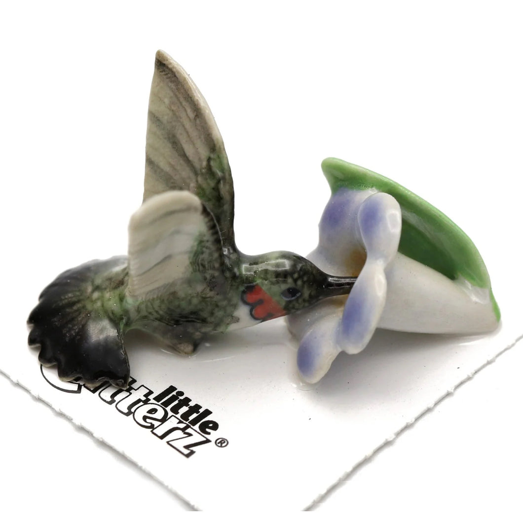 Ruby Hummingbird on Flower