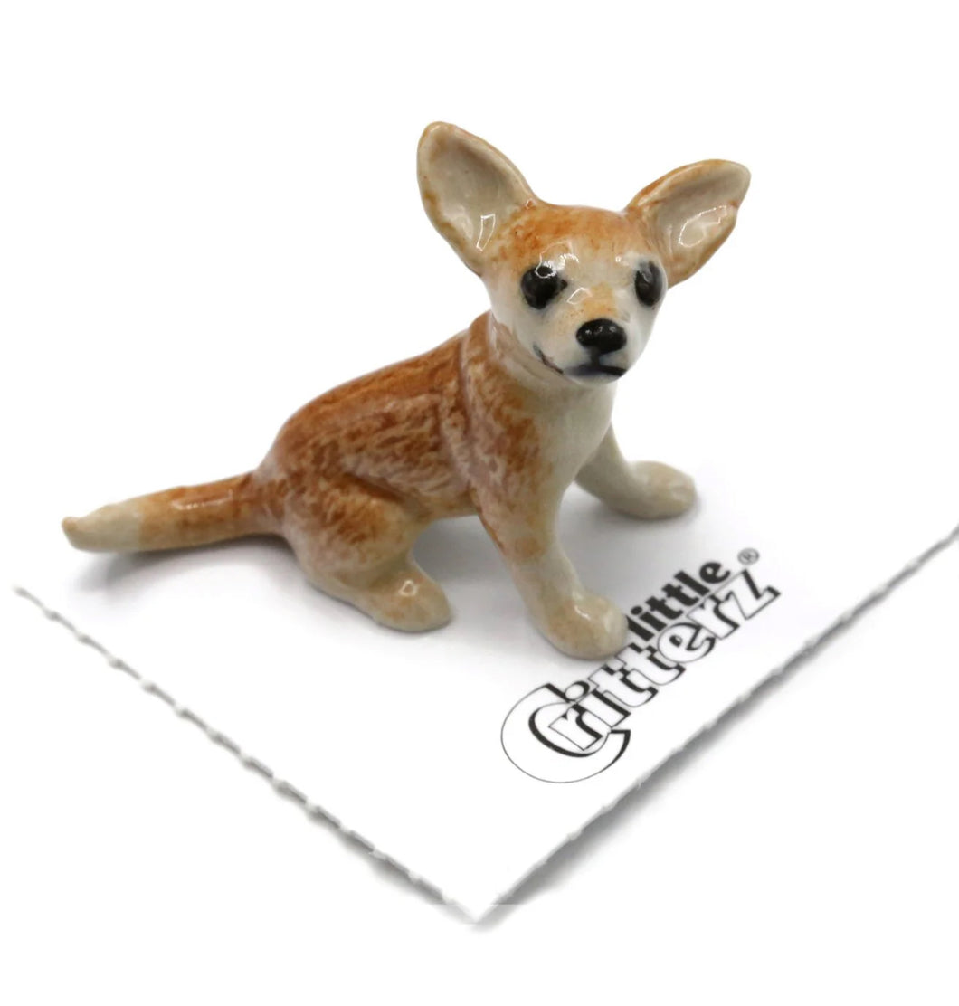 Rascal Chihuahua Puppy