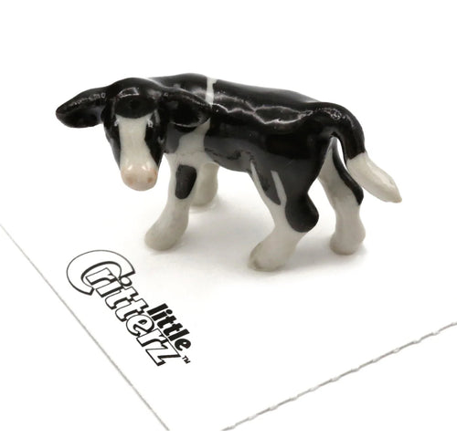 Pauline Holstein Calf