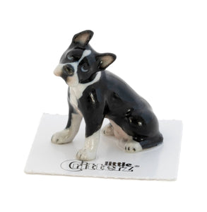 Stubby Boston Terrier