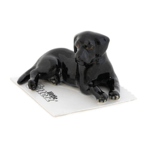 Jake Black Labrador, adult
