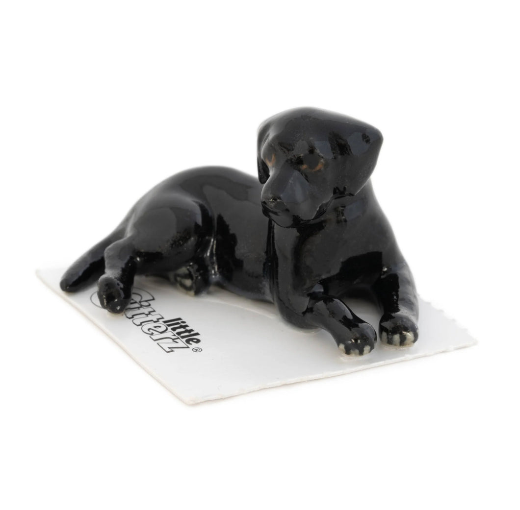 Jake Black Labrador, adult