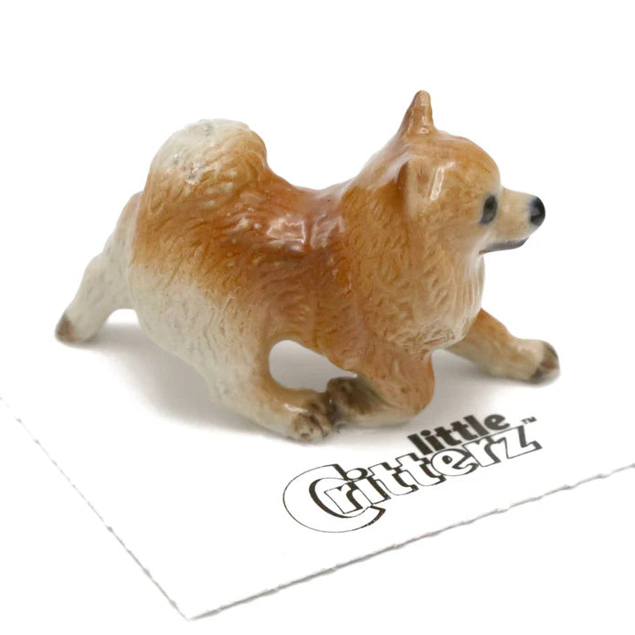 Marco Pomeranian