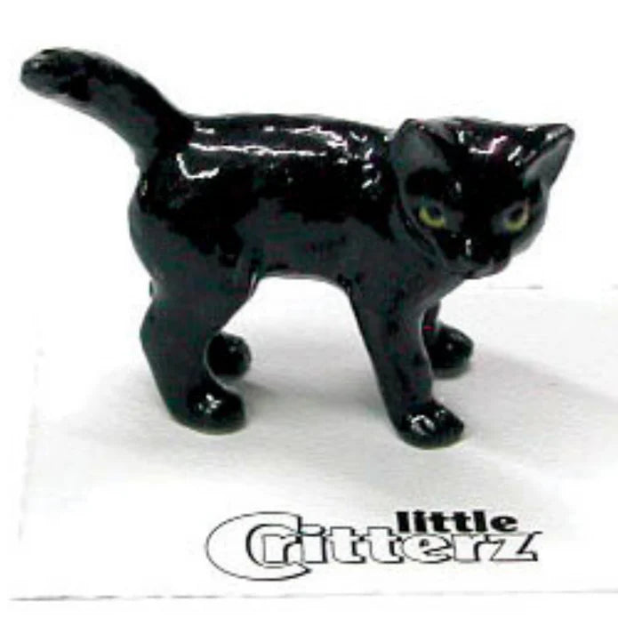 Onyx Black Kitten