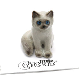 Samantha Ragdoll Kitten
