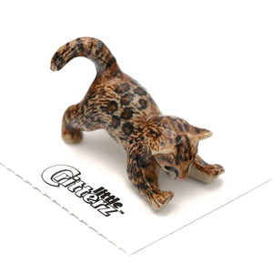 Simba Bengal Kitten