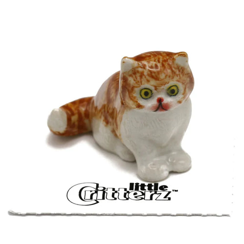 Princess Persian Kitten