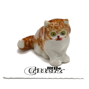 Princess Persian Kitten