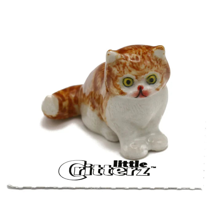 Princess Persian Kitten