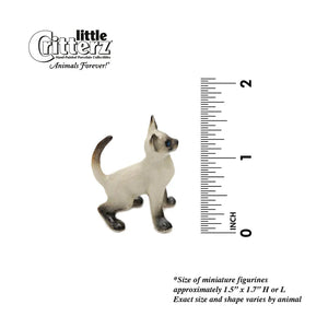 Blaze Siamese Kitten