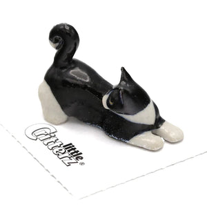 Chessie Tuxedo Kitten