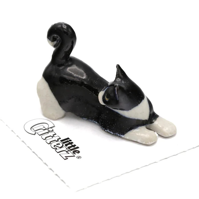 Chessie Tuxedo Kitten