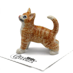 Ginger Orange Tiger