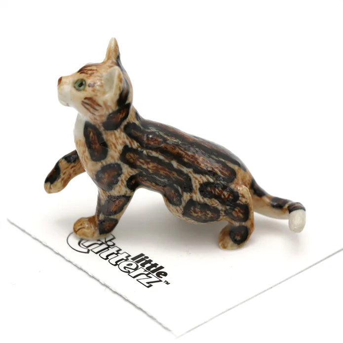 Spirit Marble Bengal Kitten