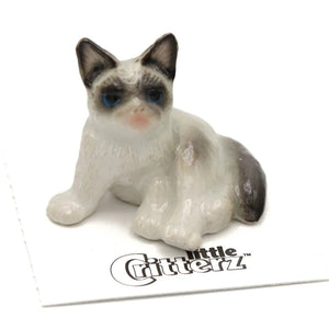 Grumpy Cat