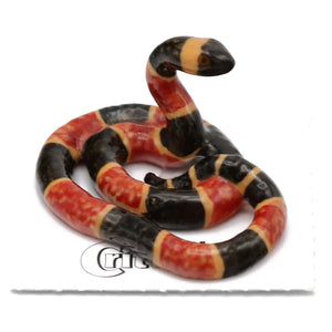 Rhyme Coral Snake