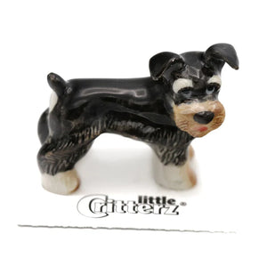 Pepper Miniature Schnauzer