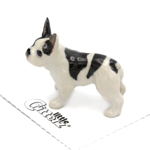 Maximus French Bulldog