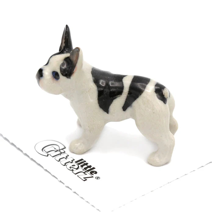 Maximus French Bulldog