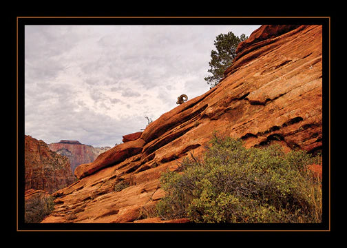 Zion Dweller Greeting Card