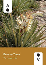 Desert Southwest Wildflowers Playing Cards